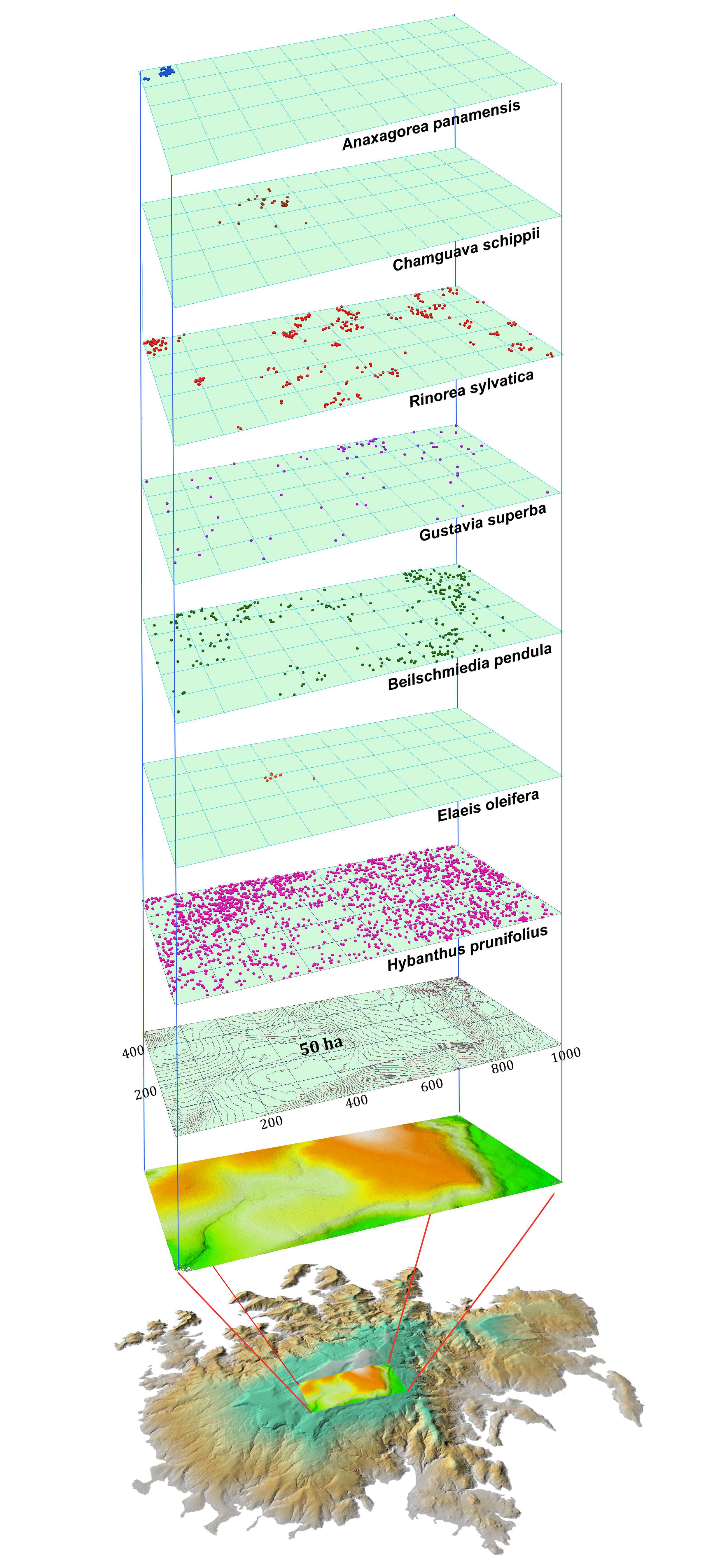 BCI 50ha Plot Tree Species Distribution