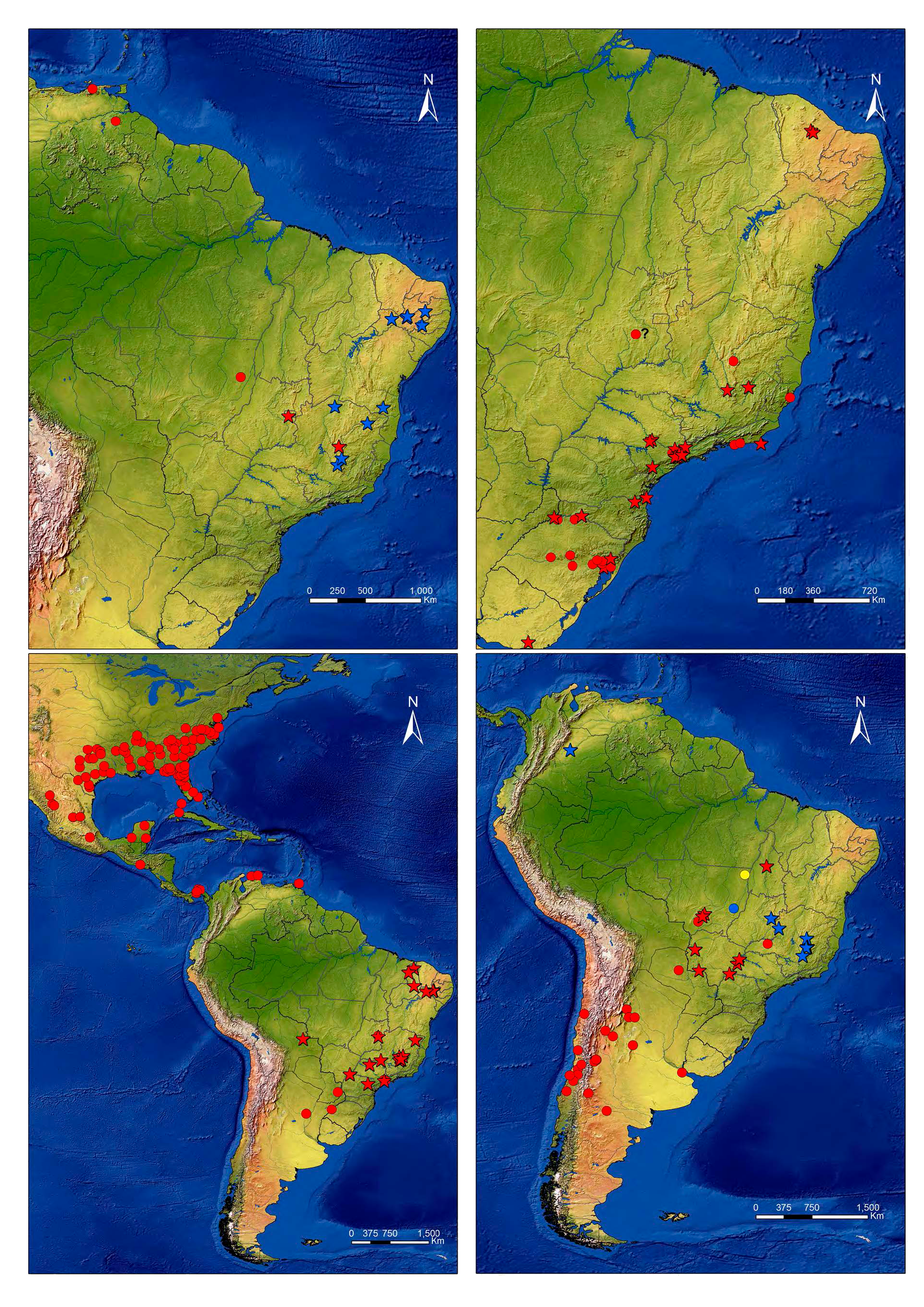 Distribution of spiders Mecynogea